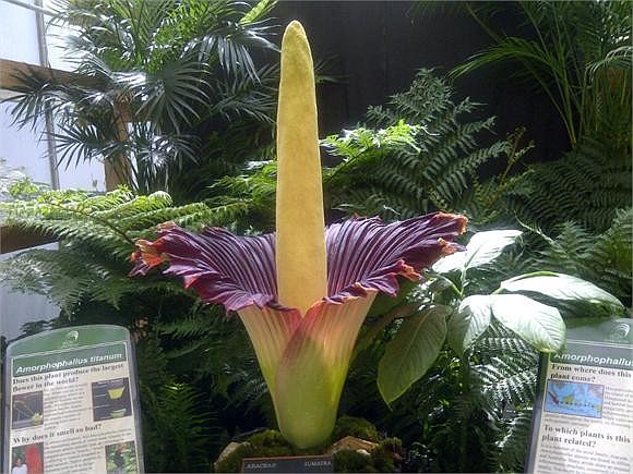 Witness Seymour the Corpse Flower in bloom today. Hurry â€” this rare flower's bloom and pungent odor won't last long! (Photo courtesy of Selby Gardens)