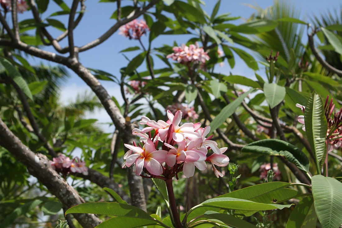 One of the many frangipani trees in bloom on the side of Panjikaran's home.