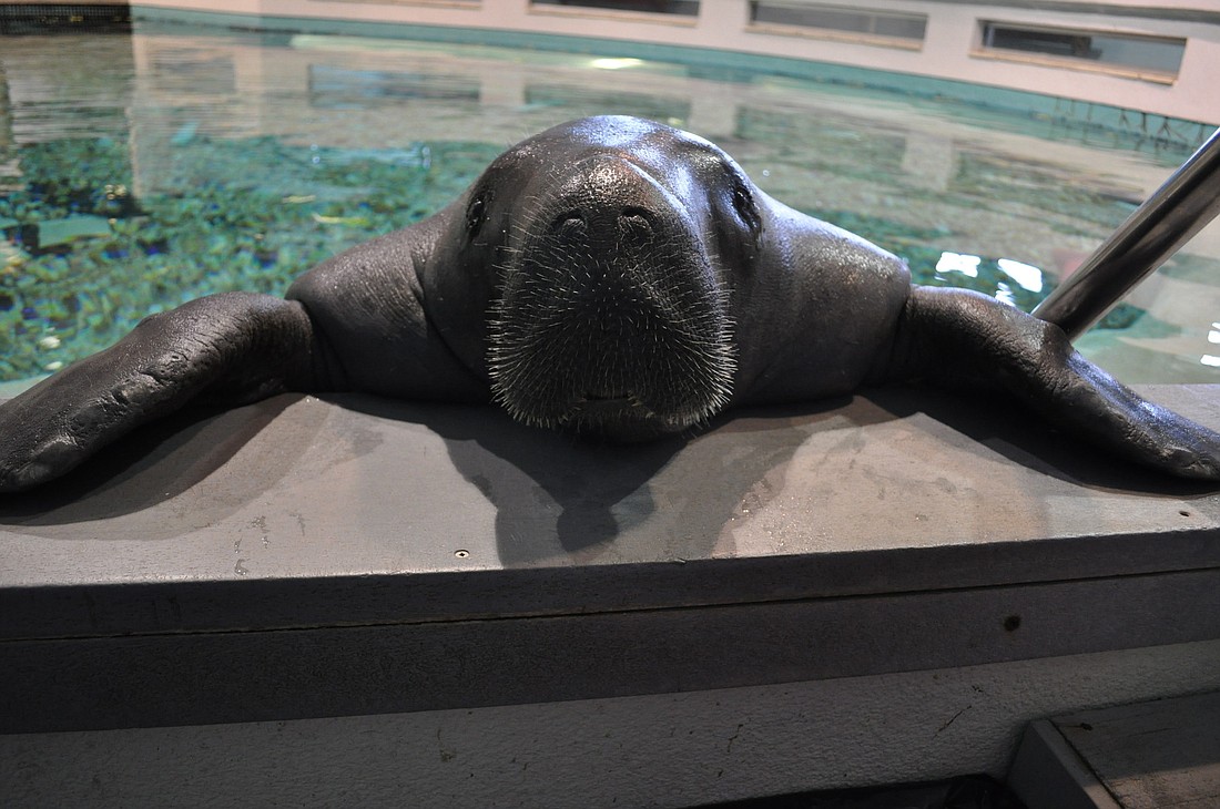 Snooty, the manatee that lives at the South Florida Museum's Parker Manatee Aquarium, turns 64.