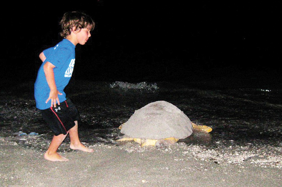 "Sparkey" the turtle crawls back to the Gulf after she dug a nest, filled it with eggs and covered it. Courtesy photo.