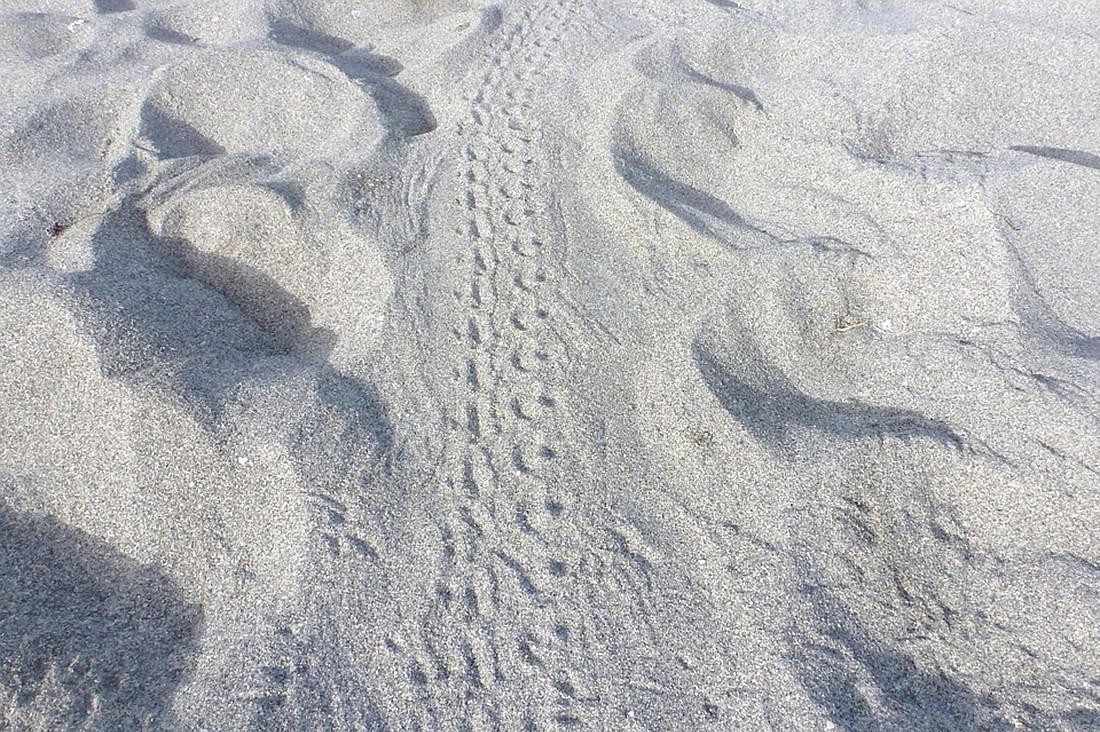 Melissa Herron took this photo that shows hatchling tracks headed toward the water. Courtesy photo.