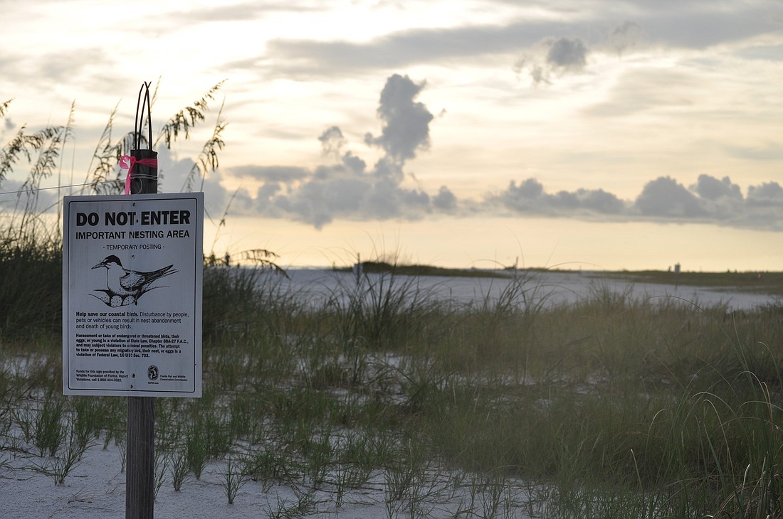 Informative signs skirt areas roped off to protect Snowy Plovers on Siesta Key beach. Two chicks have been spotted on the north end of the beach.