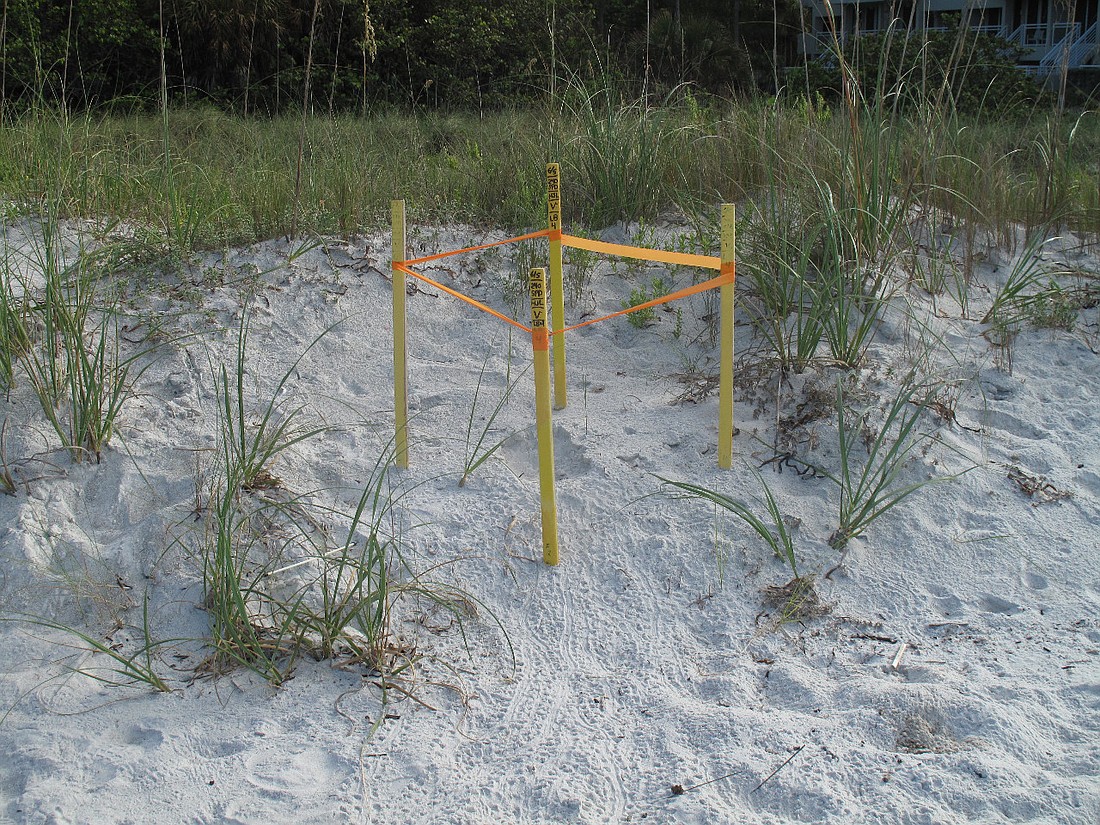 The tiny turtle tracks in the sand help patrols to find turtle nests that, unlike this nest, are not marked. Photo courtesy of Mote Marine Laboratory.
