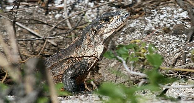 Tegu lizards can wreak havoc on native plants and animal life. Photo courtesy of Chance Steed.