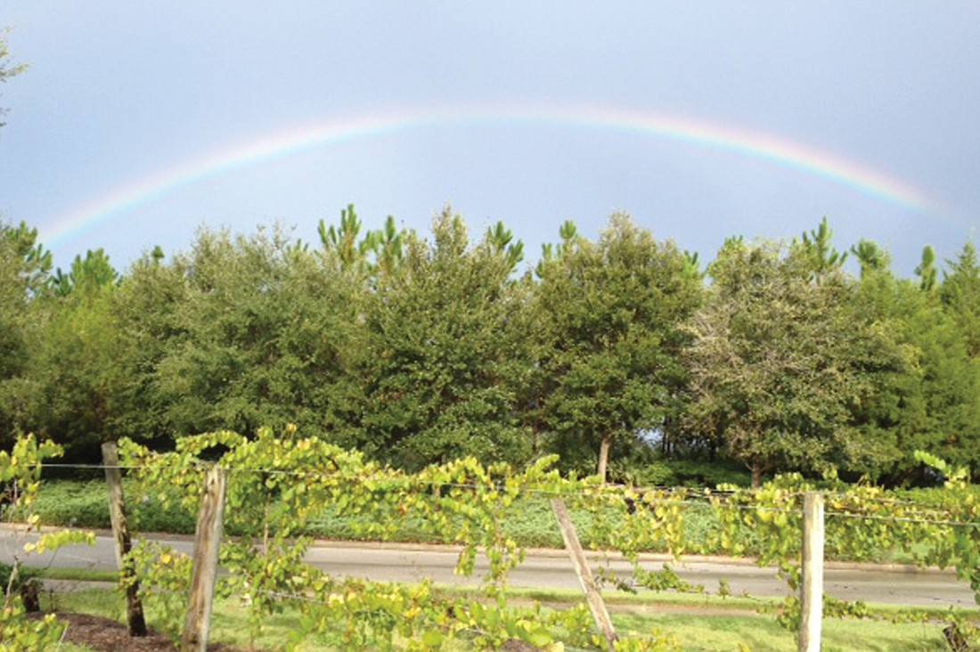 Frank Verdel took this photo of a rainbow over the vineyards at the entrance to The Lake Club.