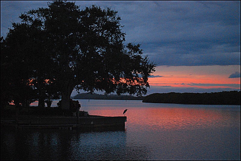 Pat Mankes took this photo of an egret enjoying the sunset on Longboat Key.