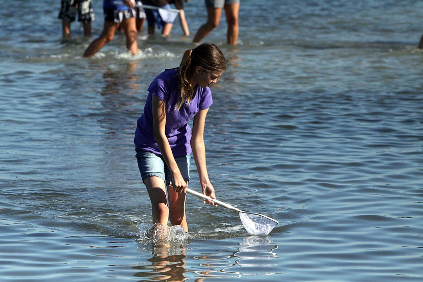Lauren Neily, 12, uses her net to find sea creatures.