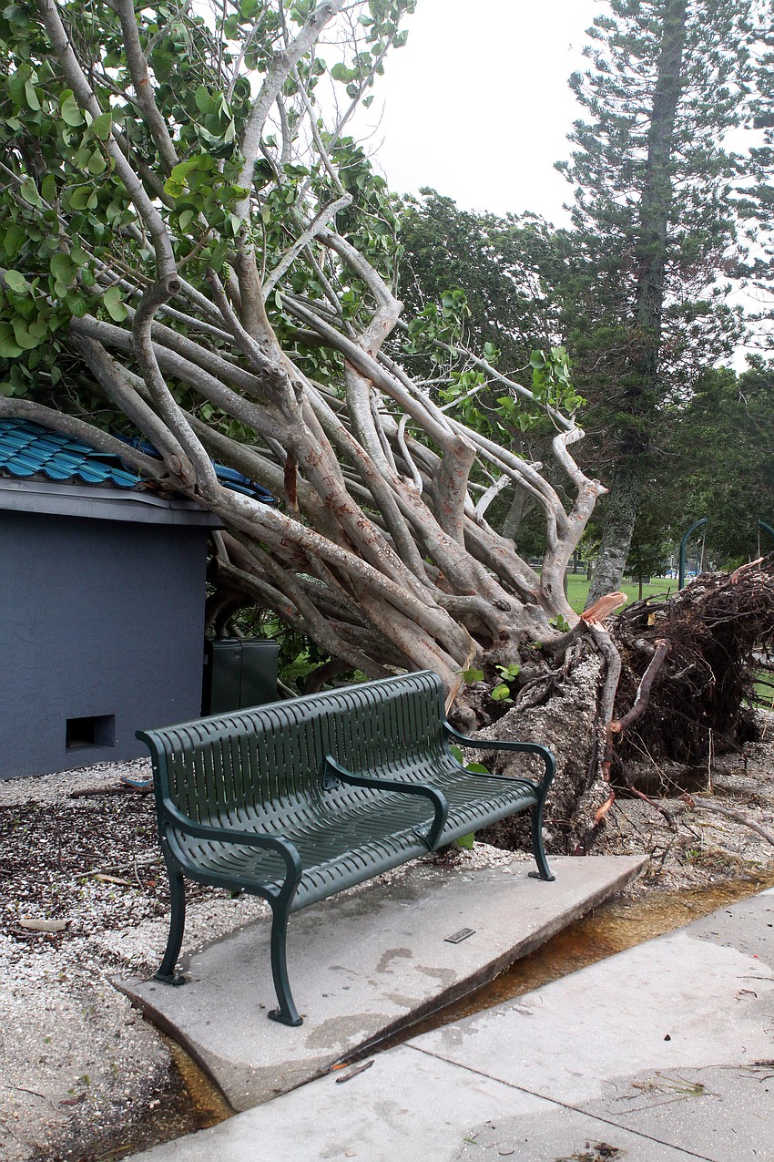 A sea grape tree was uprooted and brought along with it the concrete and bench that the roots had grown under.