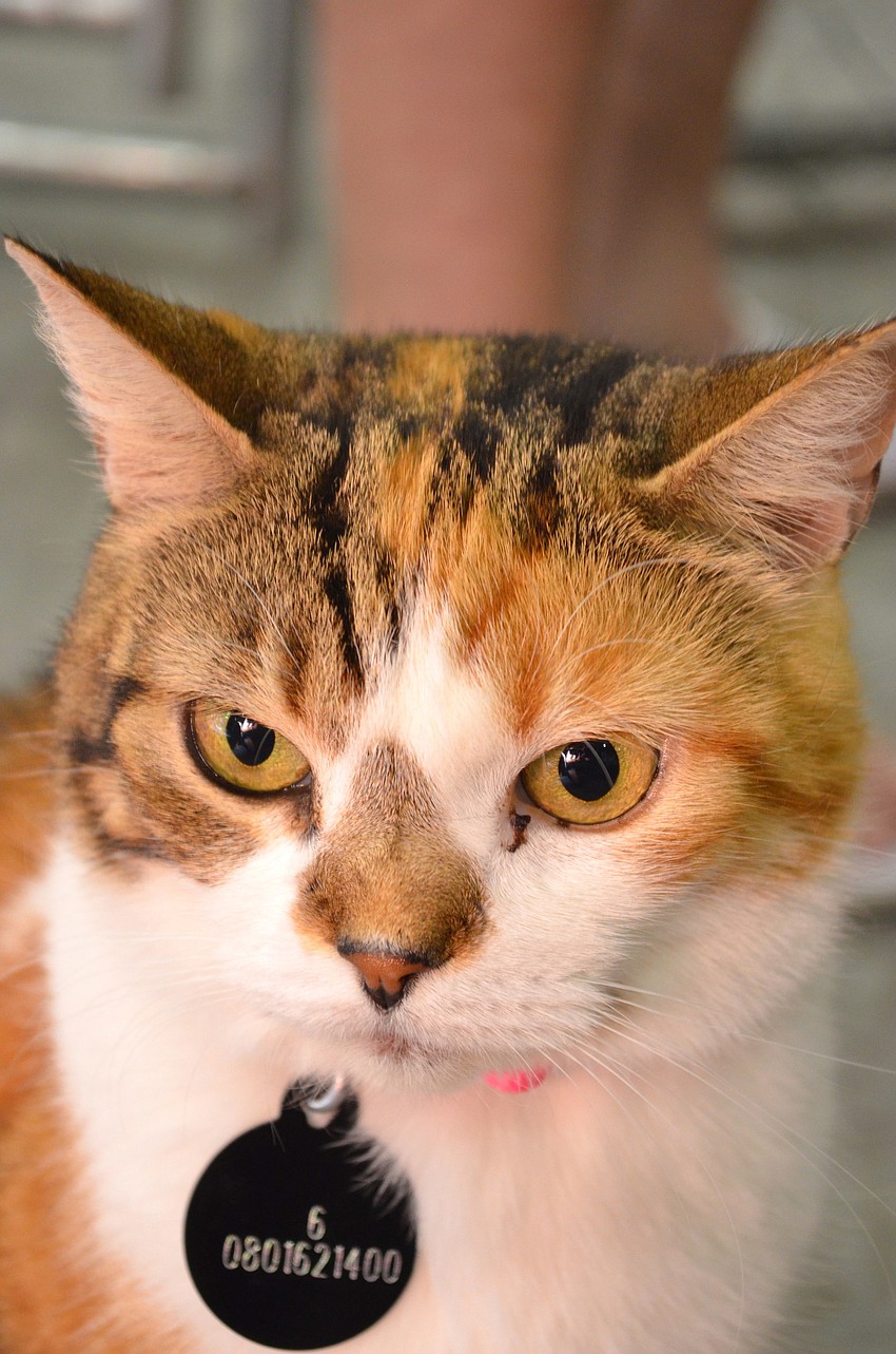 One hundred and fifty cats awaited adoption last weekend.