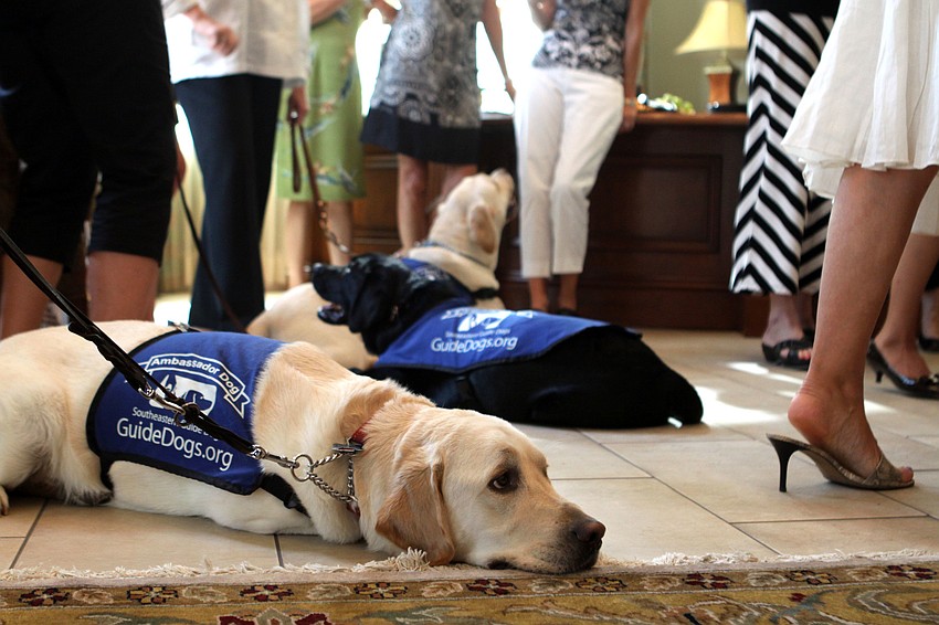 Squire, Doc and Millard lay on the cool tile while people mingle at Premier Sothebyâ€™s, Thursday, July 26.