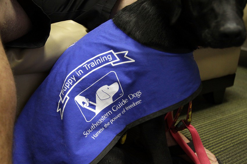 Liz wears her working jacket, Saturday, July 21, during Puppy Love at Southeastern Guide Dogs Sarasota.