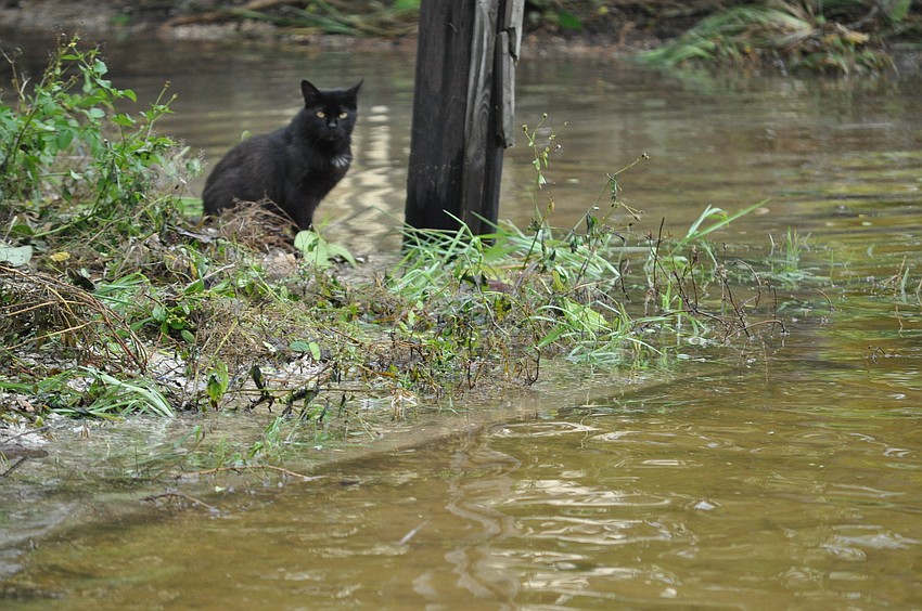 A cat in Longbeach Village finds a dry spot to sit.