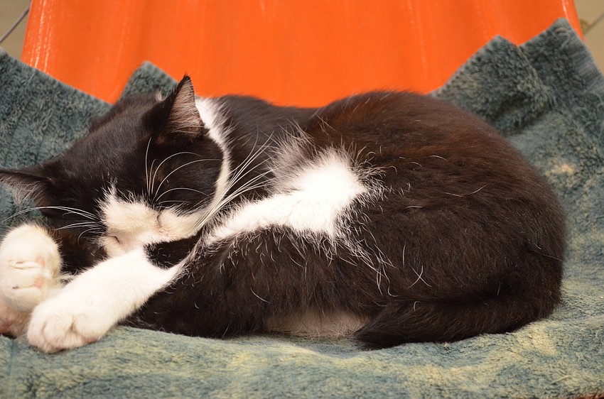 One hundred and fifty cats from Caboodle Ranch were available for adoption last weekend.