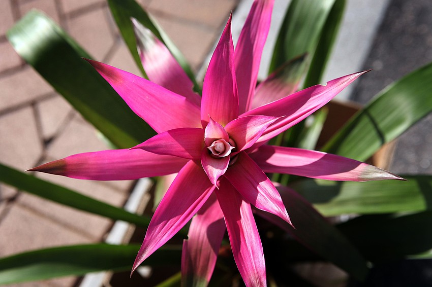 A bright pink bromeliad was in full bloom at the front of the farmers market entrance on Siesta Key.