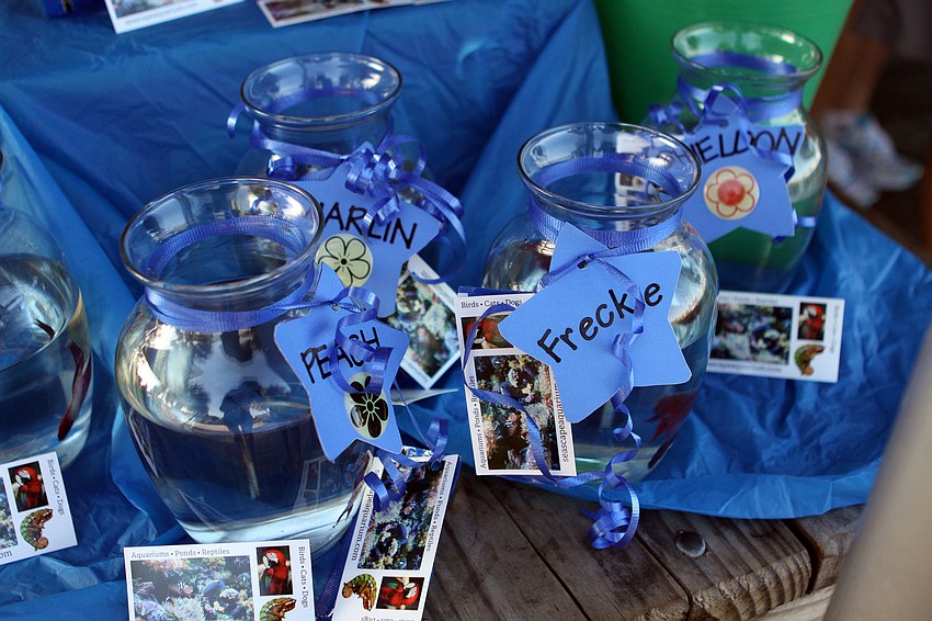 Beta fish were part of the Great Strides Chinese Raffle during the Great Strides walk, Saturday, May 5.