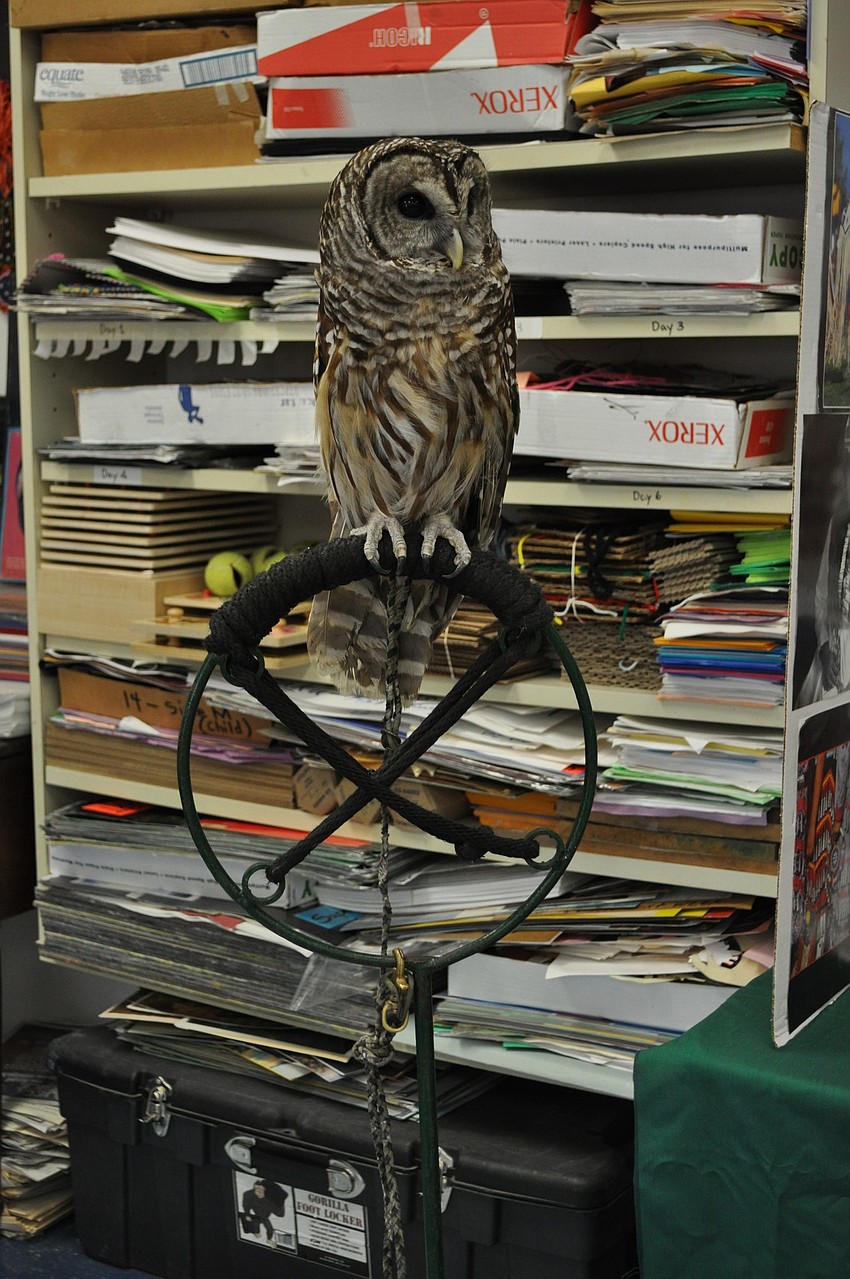 This barred owl named E.T., from Wildlife Inc., draws plenty of attention at the event.