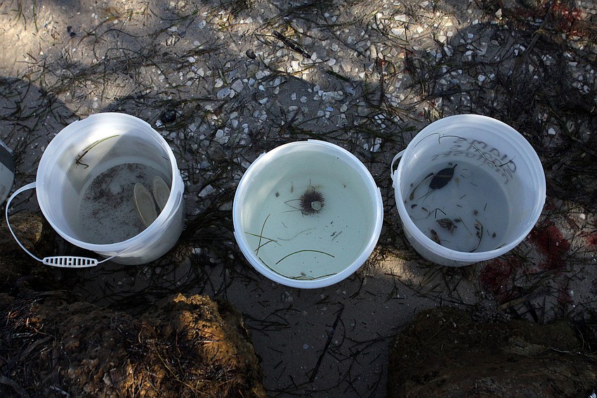 Students were encouraged to use the small nets to catch crabs, seahorses, fish and other marine life and deposit them in buckets.