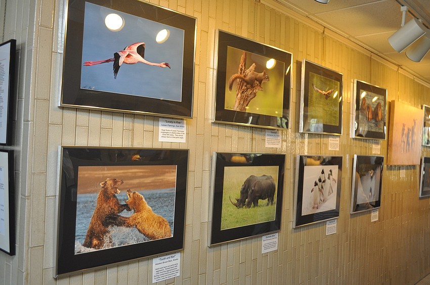 A wall of nature photography by Lou Newman