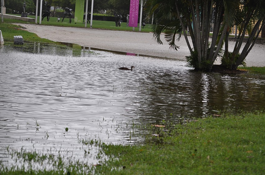 A duck finds a new place to swim near the Longboat Key Center for the Arts, a Division of Ringling College of Art and Design. The establishment was considered high land for the Longbeach Village.