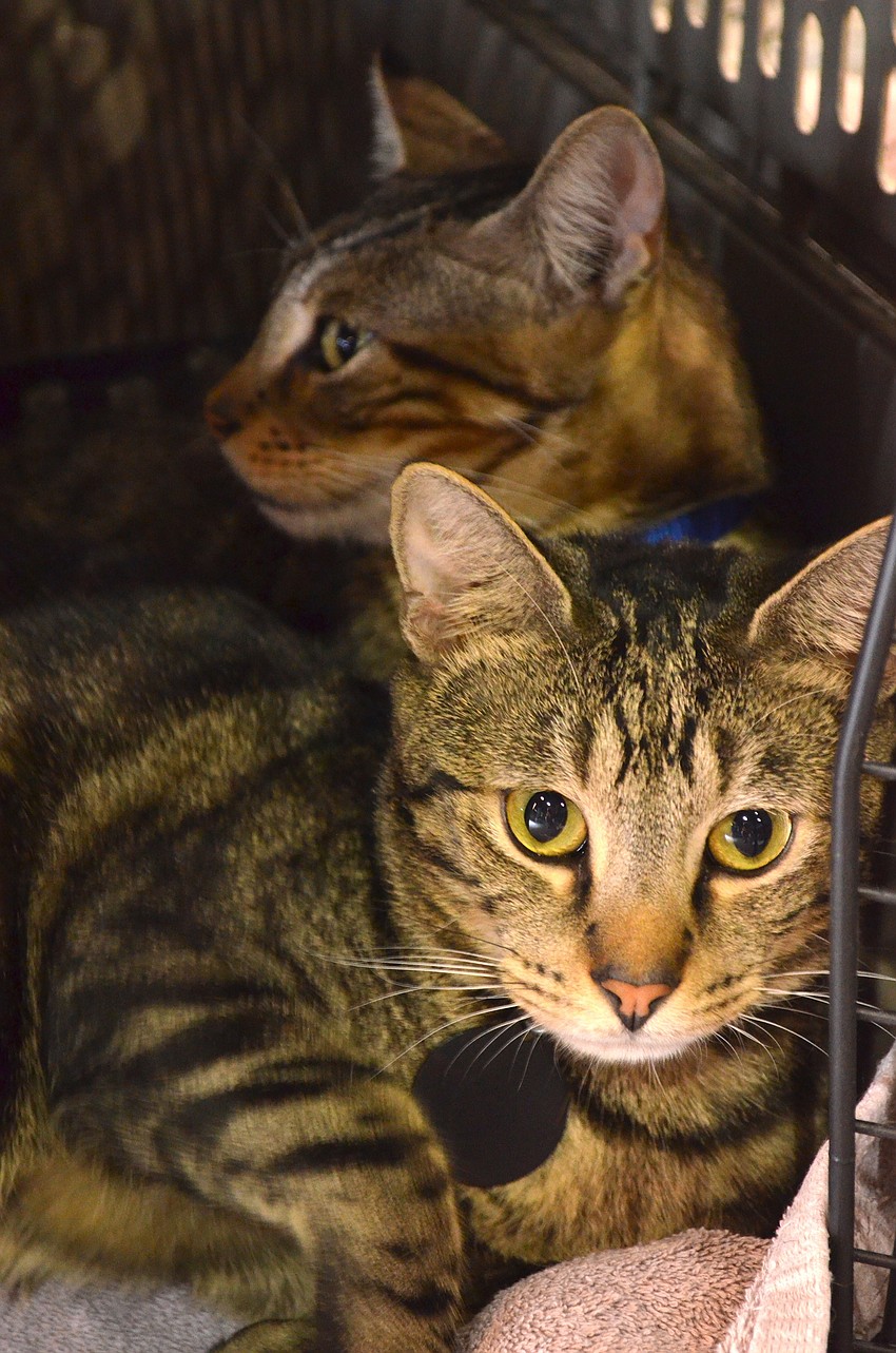 Two brothers snuggle in a crate.
