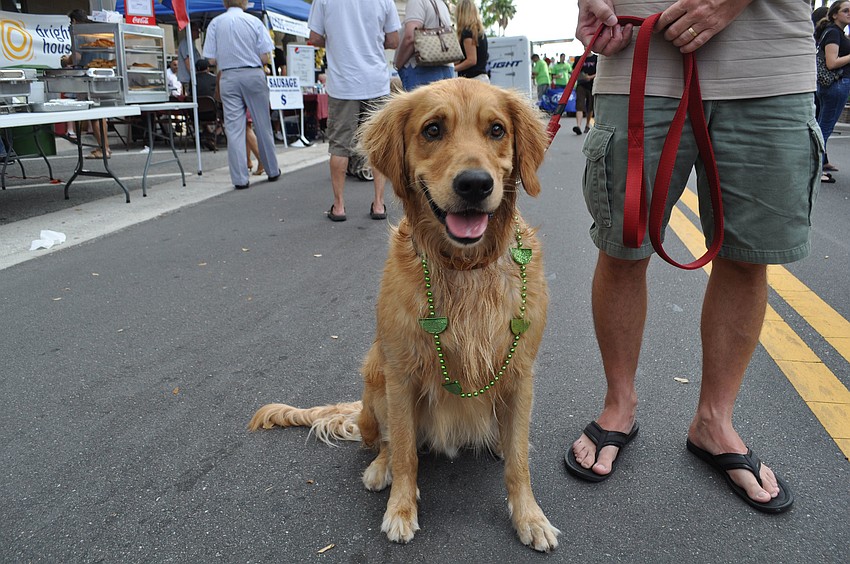 Even this dog got in the Cinco de Mayo spirit.