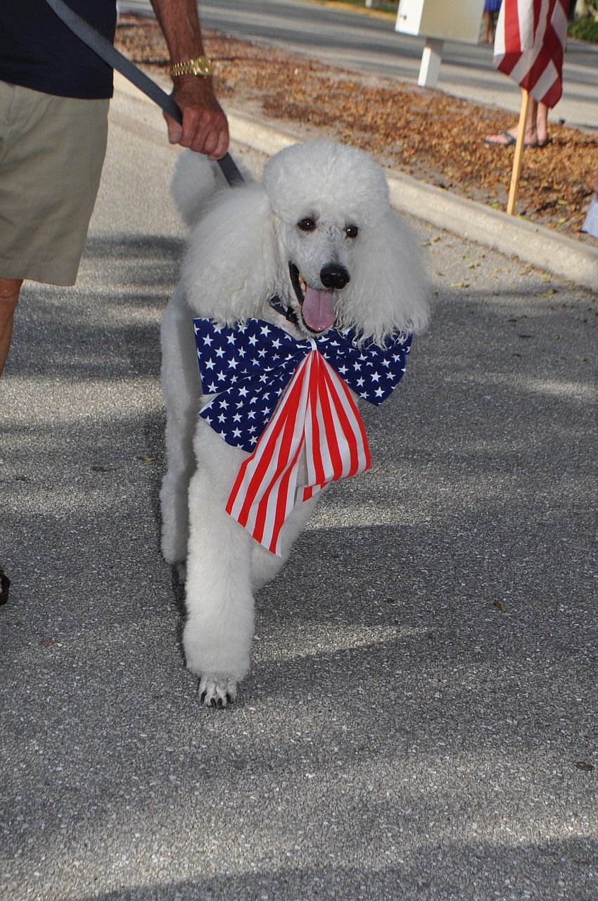 Gatsby the dog marches in the parade