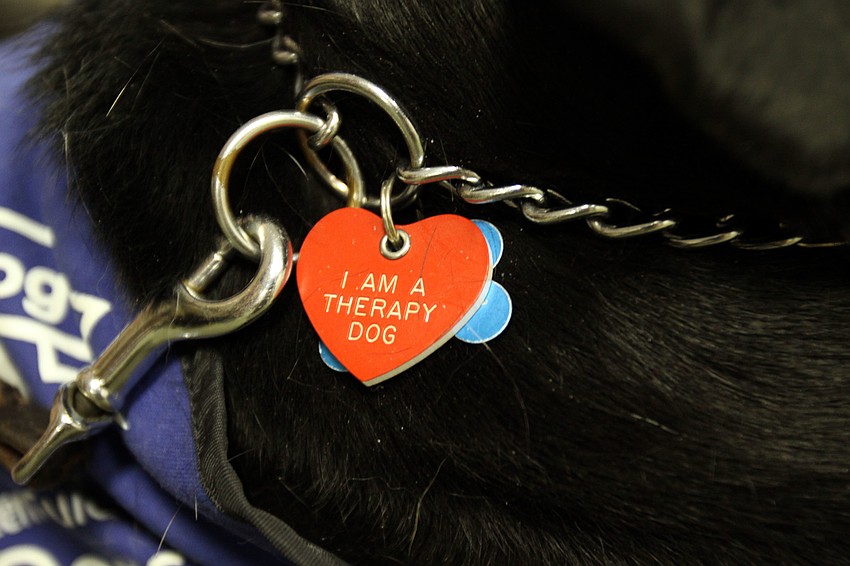 All the guide dogs have heart shaped tags that read â€œI Am A Therapy Dogâ€.