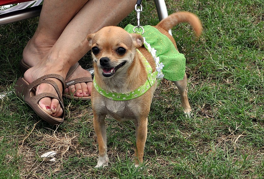 Lily, 2, dressed up for Friday Fest.