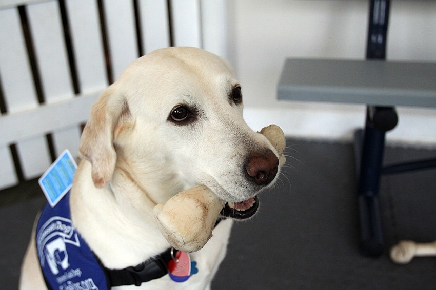 Lynde had fun chewing on one of the many bones in the play area at Southeastern Guide Dogs Sarasota.