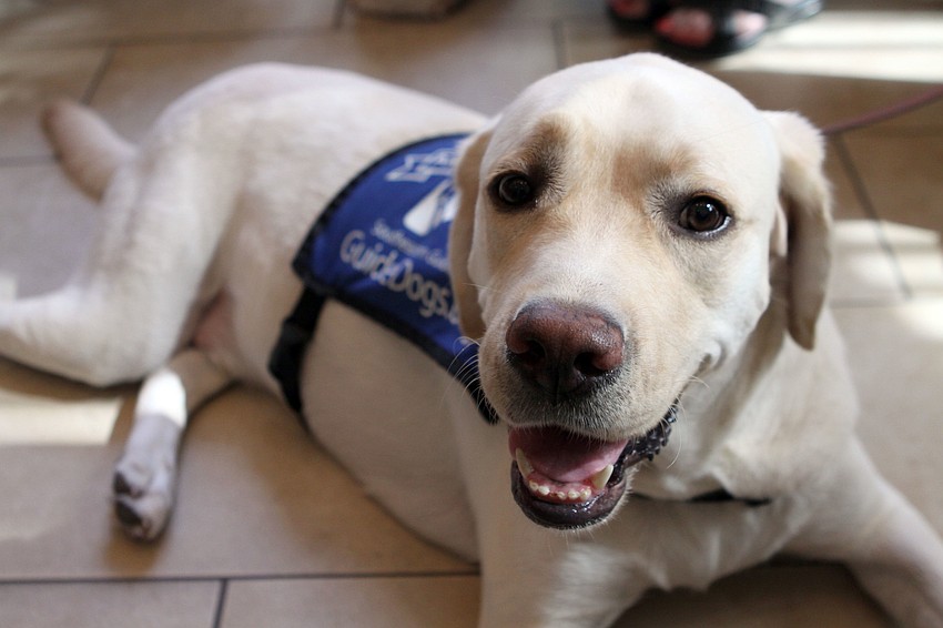 Millard, 2 Â½, is an Ambassador Dog.