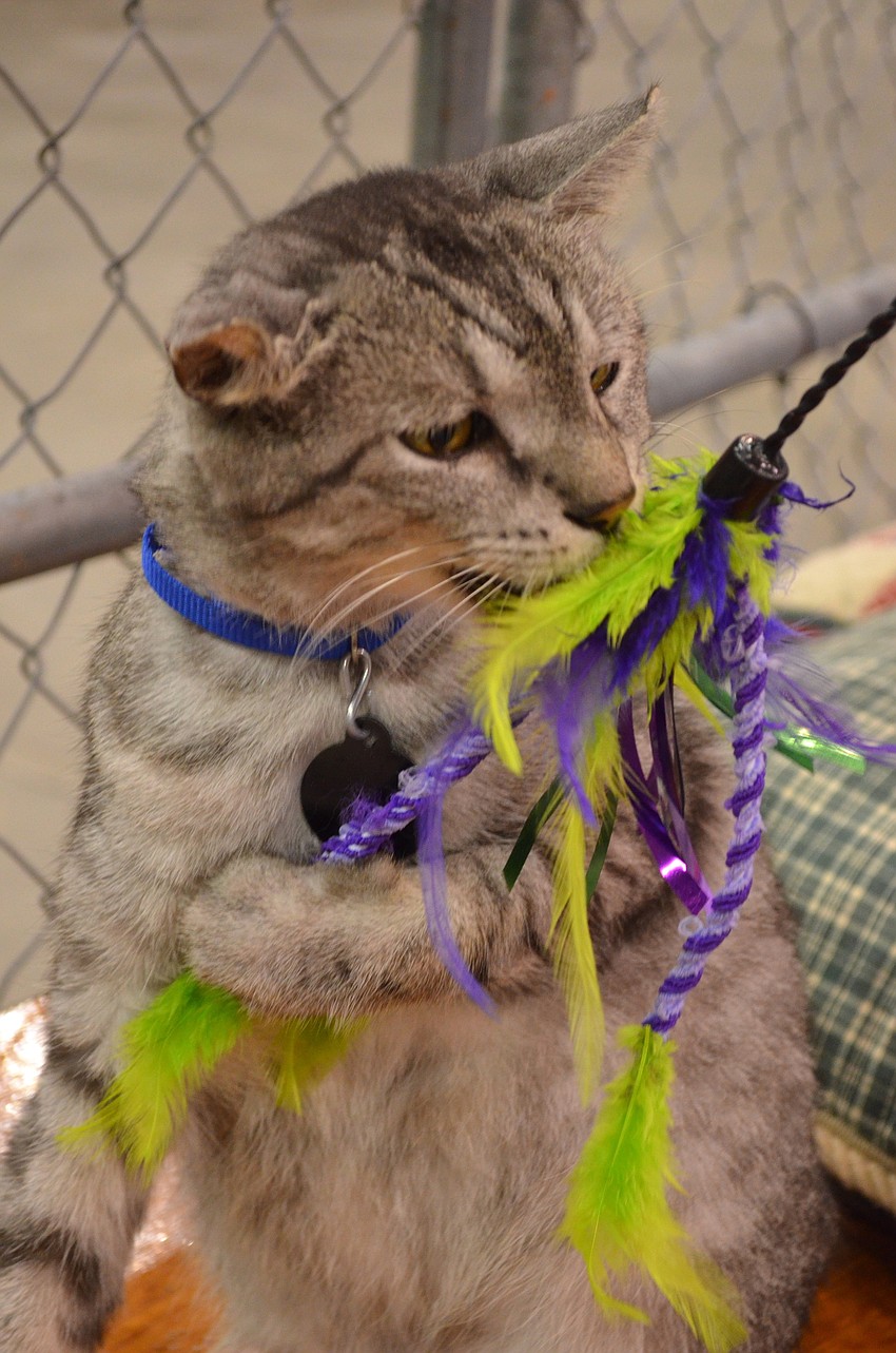 Crumpet plays with a feather toy.