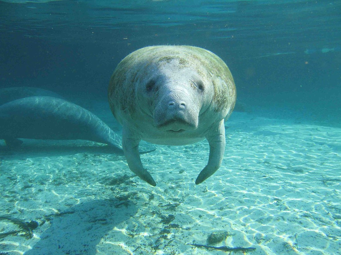Want to help the county identify manatees in local waterways? Photo courtesy of Wikimedia Commons