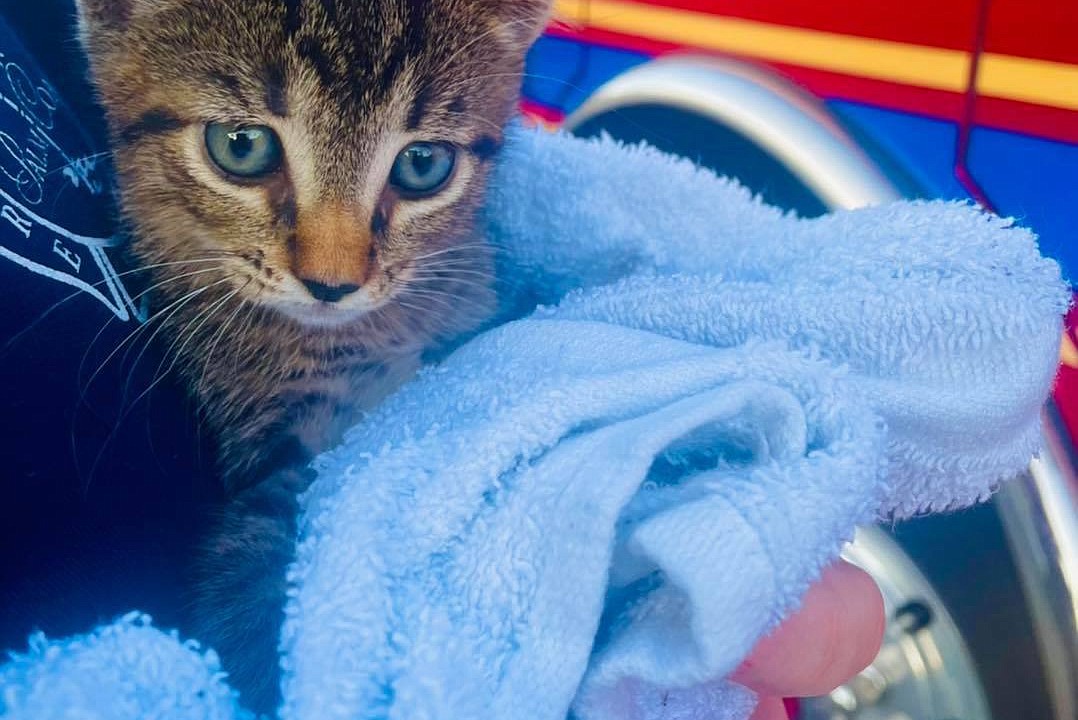 Punta Gorda police rescue kitten from a car engine