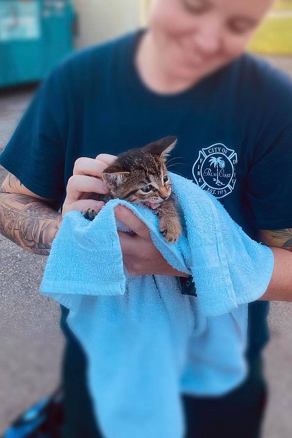 Police officer adopts kitten rescued from car engine in New York