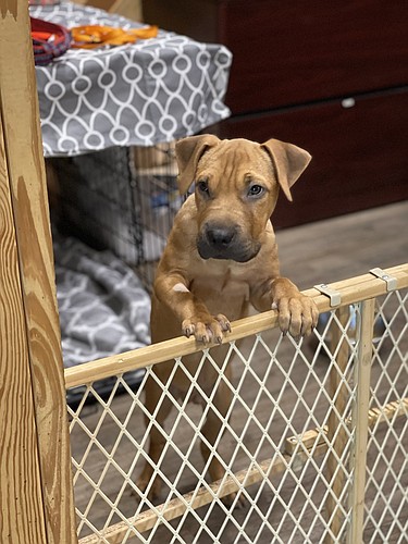 Puppy rescued by FHS from hookworm infection. Courtesy photo