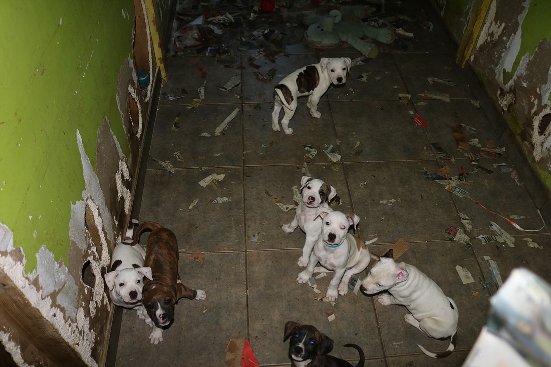 Room where Rupprecht kept puppies. Courtesy photo
