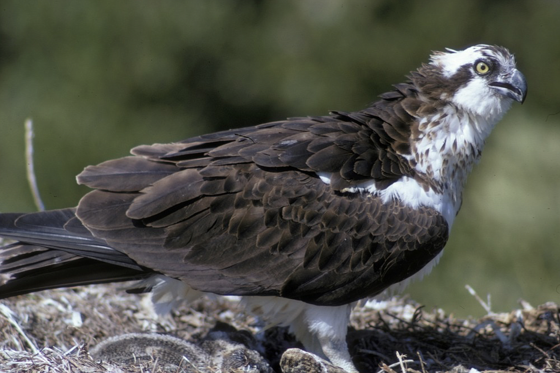 An osprey in Everglades National Park. Public domain image by Cal Singletary, NPS