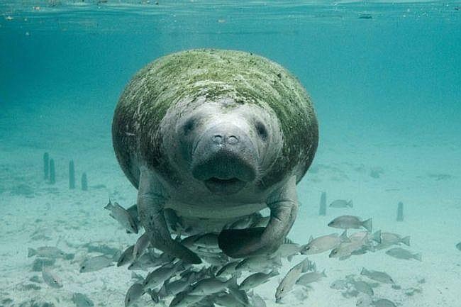 State and federal wildlife officials and Florida Power & Light are taking steps to aid manatees, which have seen record deaths this year.  U.S. Fish and Wildlife Service photo