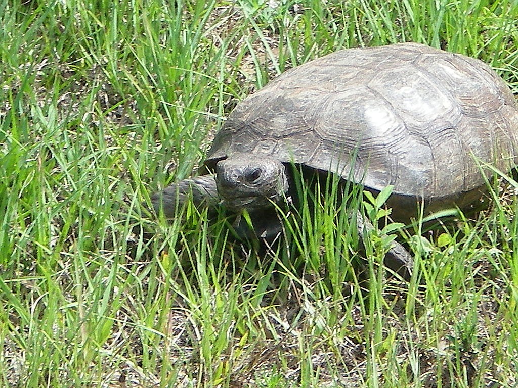 Gopher Tortoise. Photo by Jkrup4 on Wikimedia Commons