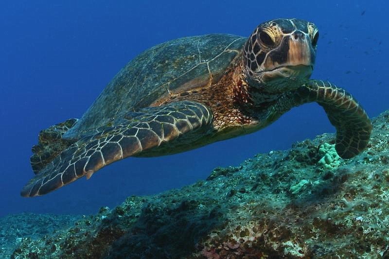 A green turtle. Image from NOAA Fisheries