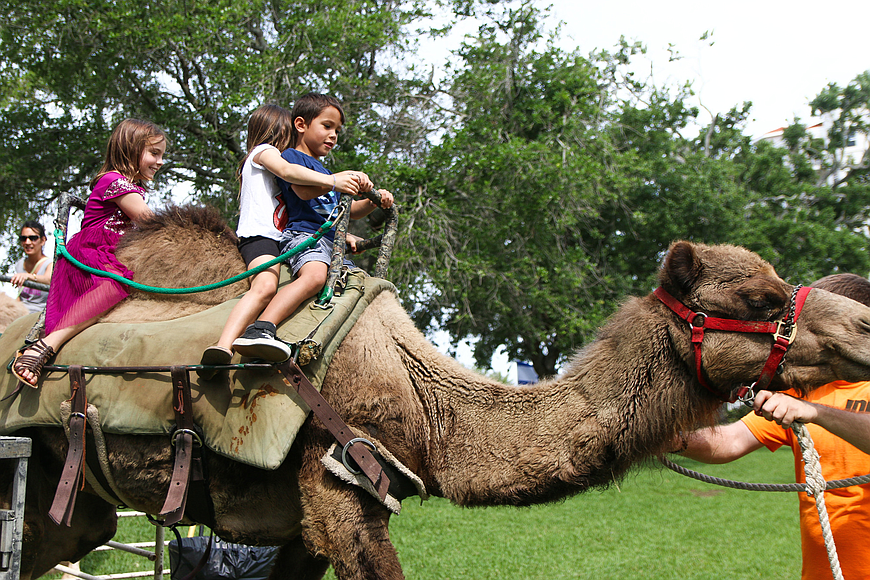 Ormond Beach residents ride a camel during the 2018 Jewish Heritage Festival. File photo by Paige Wilson