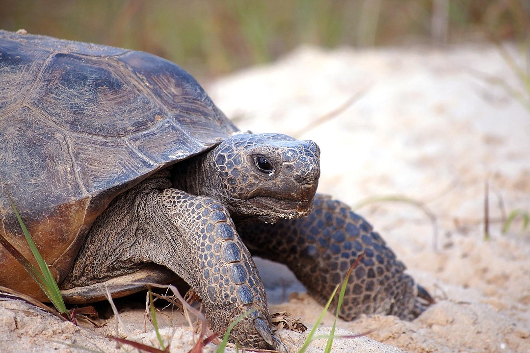 Feds to weigh protections for gopher tortoises | Observer Local News ...