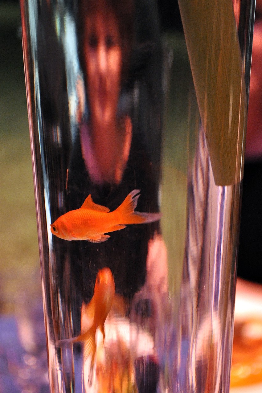 The vases on each of the tables had fish swimming inside.