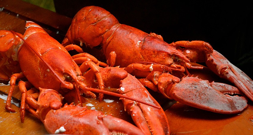 Lobster