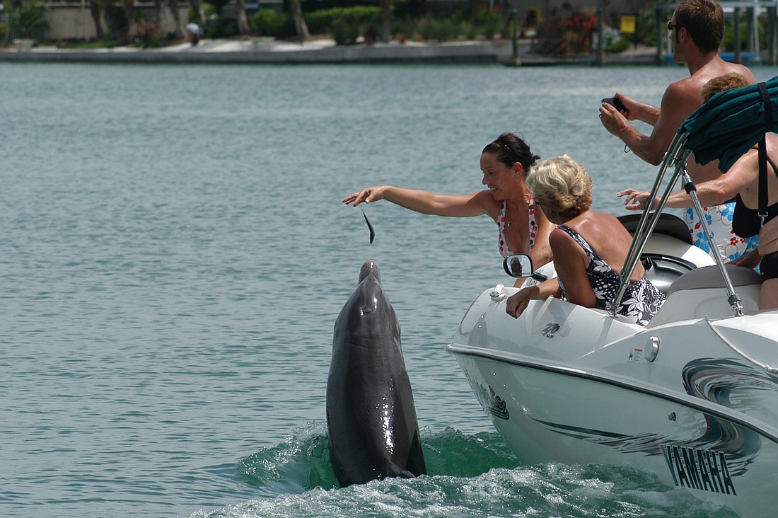 This photo of boaters illegally feeding Beggar was taken under NMFS Scientific Research Permit No. 15543. Photo courtesy of Sarasota Dolphin Research Program.