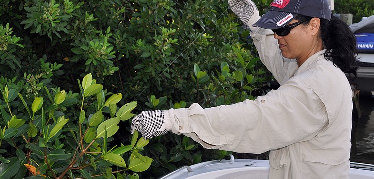 Pilar Guillen pulls monofilament out of a tree on Siesta Key Saturday, Sept. 29 during the third annual Sarasota Bay Watch monofilament clean up.