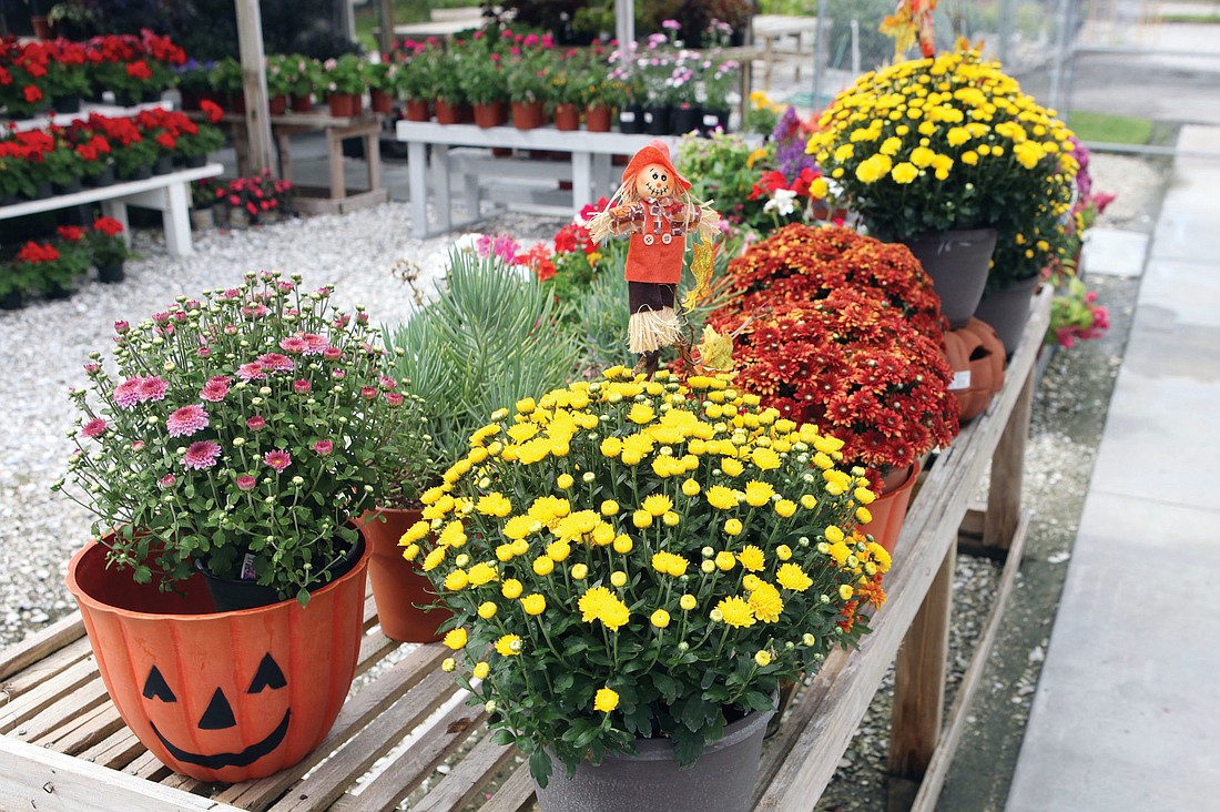 Mums add fall color to your garden.