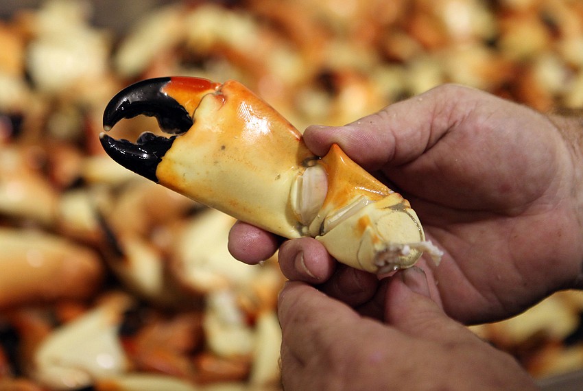 Robert Hicks holds a stone crab claw in his hands Thursday, Oct. 18, in the kitchen of Moore's Stone Crab. Stone crab season officially started Monday, Oct. 15.