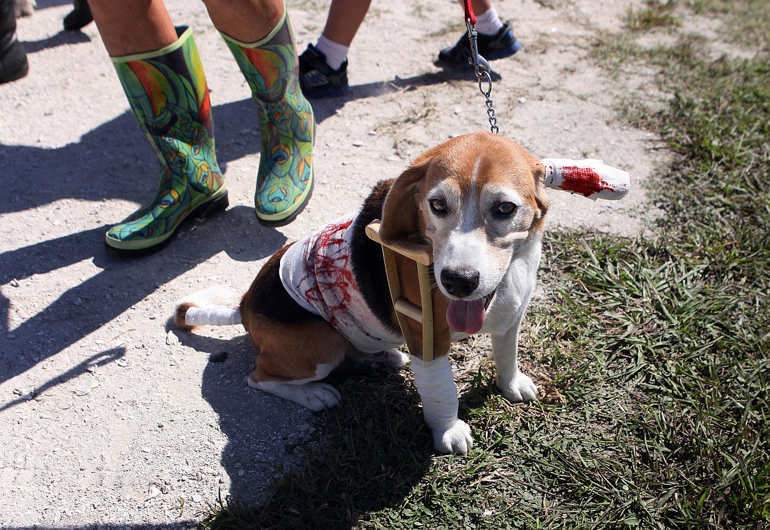 Bandit, 8, had lots of bandages and a crutch as part of his costume Saturday, Oct. 20, at the HSSC Howl-o-ween event at the Sarasota Fairgrounds.