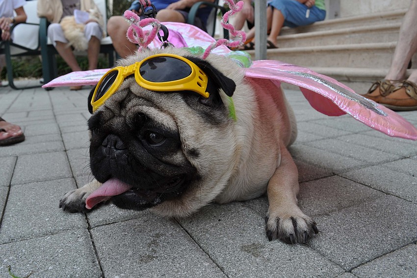 Ruby, 3, drew plenty of smiles with her costume.